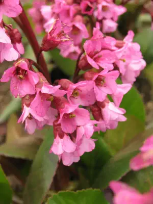 Bild von Bergenia cordifolia Rosi Klose