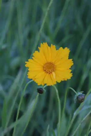 Bild von Coreopsis grandiflora Schnittgold