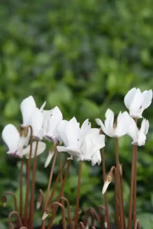 Bild von Cyclamen hederifolium Perlenteppich
