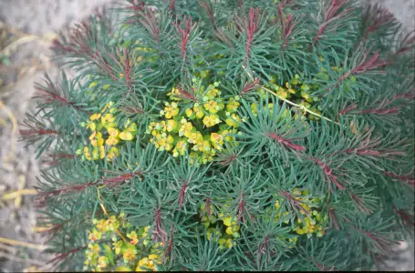 Bild von Euphorbia cyparissias Fens Ruby