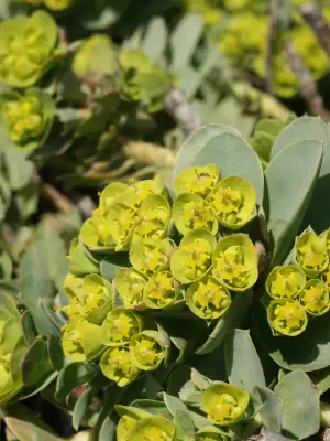 Bild von Euphorbia myrsinites 