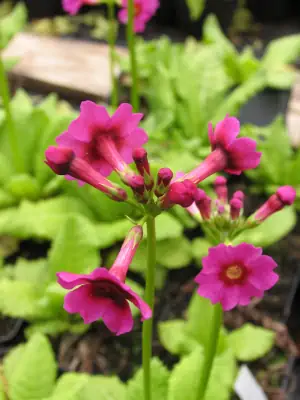 Bild von Primula japonica Millers Crimson