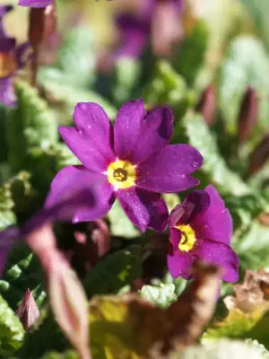 Bild von Primula x-pruhon. Gartenm. Bartens