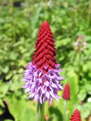 Bild von Primula vialii