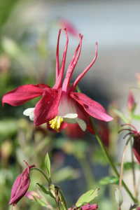 Bild von Aquilegia x-caerulea Crimson Star
