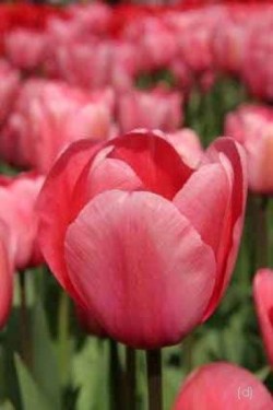 Bild von Tulipa  Pink-Impression