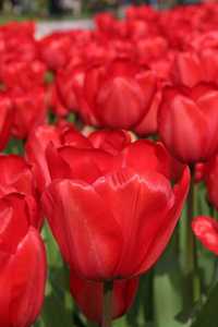 Bild von Tulipa  Red-Impression