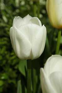 Bild von Tulipa  Royal-Virgin