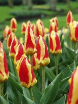 Bild von Tulipa  Stresa