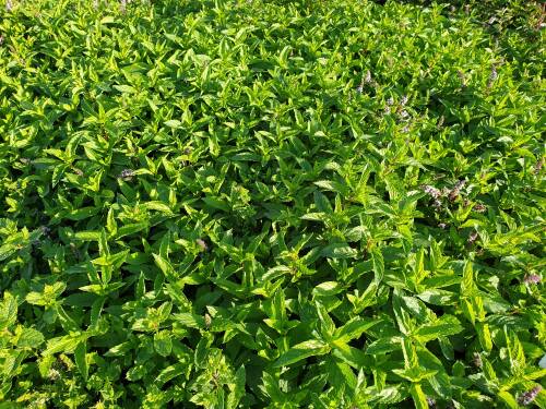 Bild von Mentha spicata Englische Grüne
