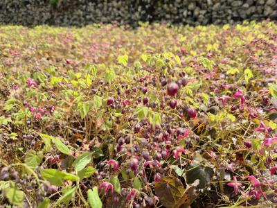 Bild von /bilder/bluehapp/thumb/epirga_Epimedium_x_rubrum___Galadriel______P-2824500001_T-b_Y-25_K-16_91080.jpg