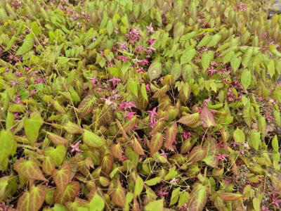 Bild von /bilder/bluehapp/thumb/epirga_Epimedium_x_rubrum___Galadriel______P-2824500001_T-b_Y-25_K-17_87063.jpg