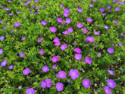 Bild von /bilder/bluehapp/thumb/gersfa_Geranium_sanguin____Feu_d__Automne___P-3267017501_T-b_Y-24_K-20_36726_aktiv_.jpg