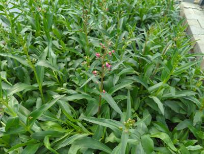 Bild von /bilder/bluehapp/thumb/penhro_Penstemon_x_cult____Rondo_____P-5424508001_T-k_Y-24_K-23_83253_aktiv_.jpg