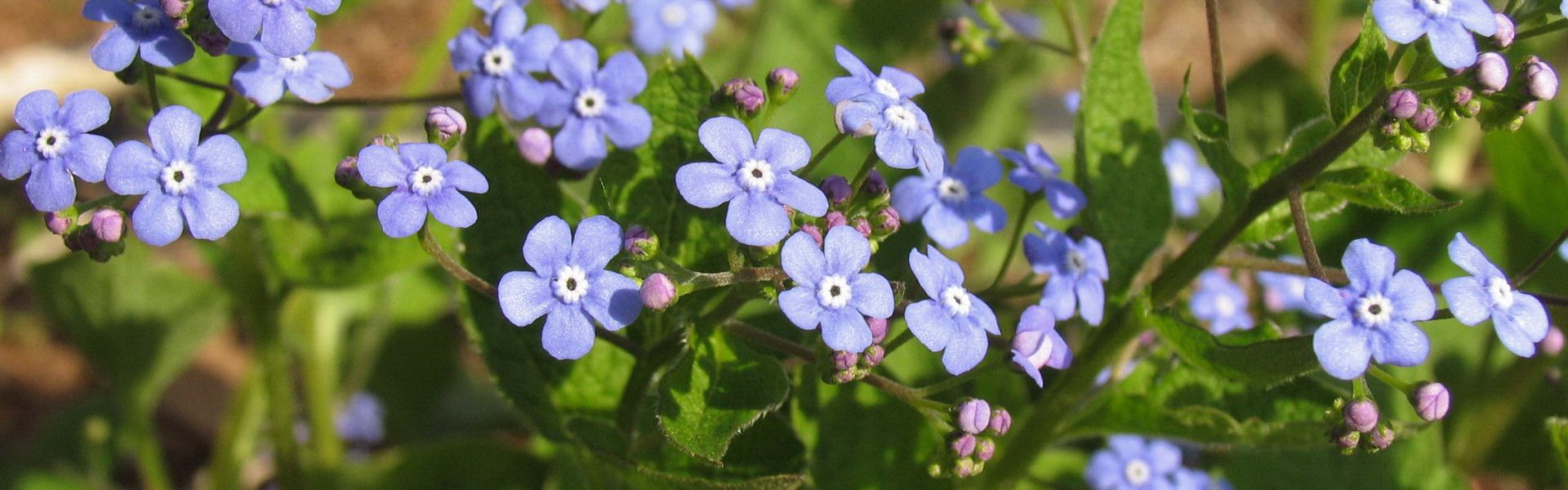 Brunnera macrophylla