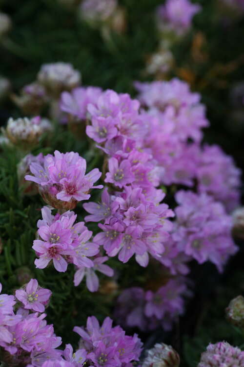 Bild von Zwerg-Grasnelke