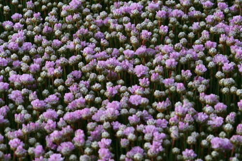 Bild von Armeria caespitosa Röschen