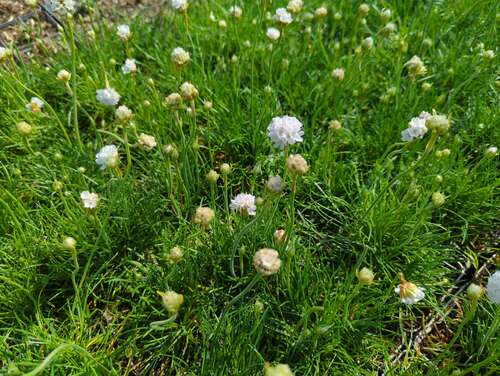 Bild von Armeria maritima Alba