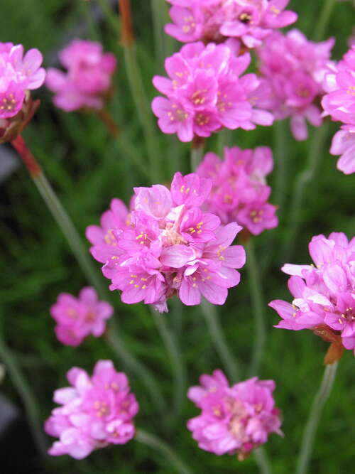 Bild von Armeria maritima Düsseldorfer Stolz