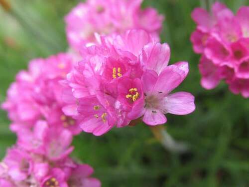 Bild von Armeria maritima Frühlingszauber