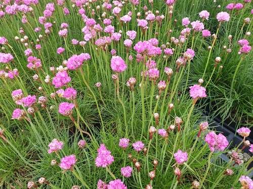 Bild von Garten-Grasnelke