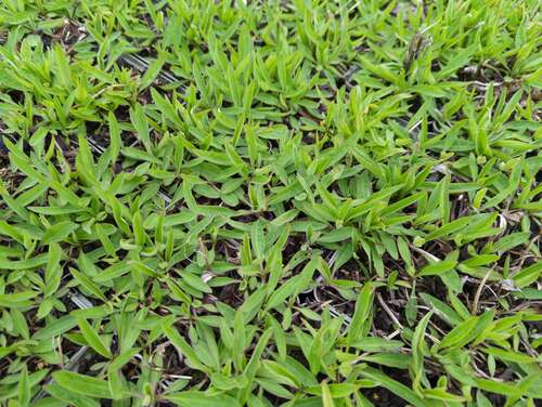 Bild von Arnica chamissonis