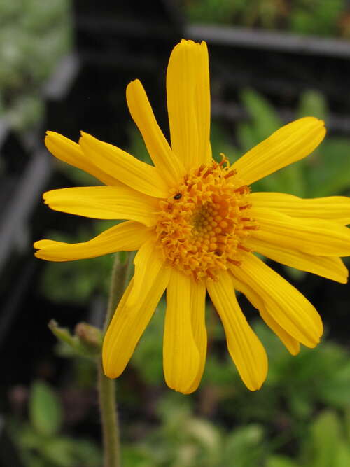 Bild von Echte Arnika