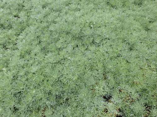 Bild von Artemisia schmidtiana Nana