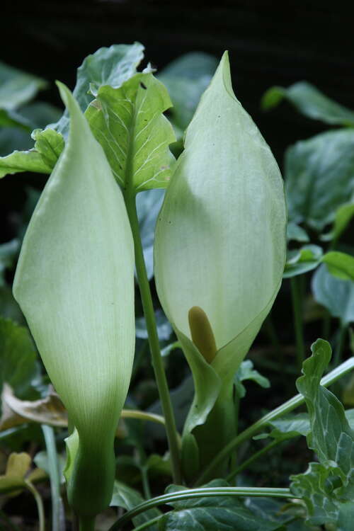 Bild von Arum italicum 