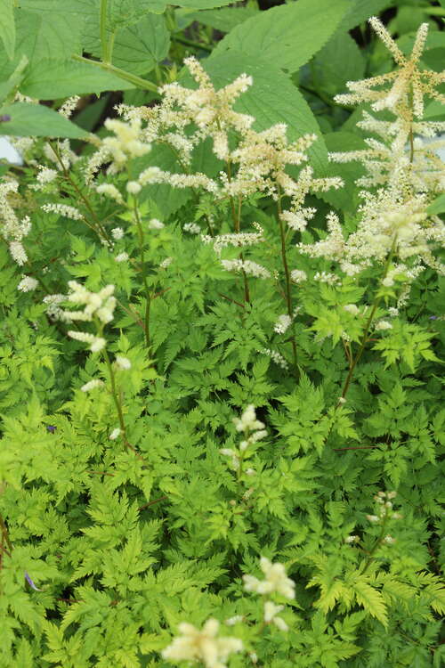 Bild von Aruncus aethusifolius