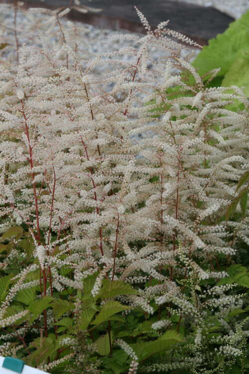 Bild von Aruncus aethusifolius Misty Lace