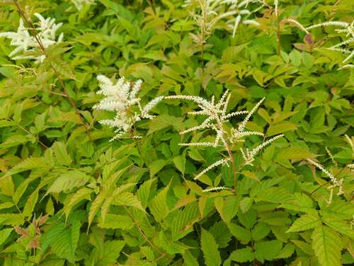 Bild von Aruncus dioicus