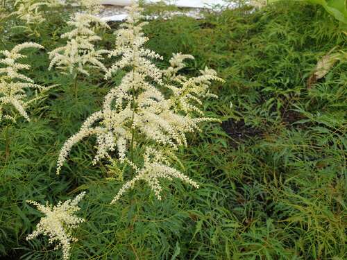 Bild von Aruncus dioicus Kneiffii