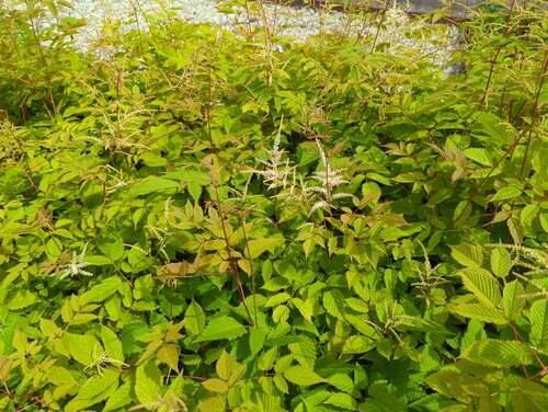 Bild von Aruncus x-sinensis Zweiweltenkind