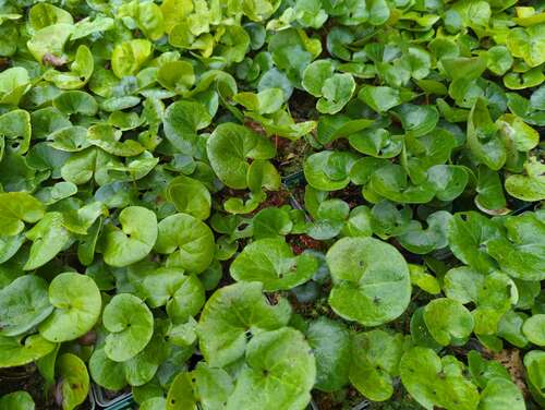 Bild von Asarum europaeum