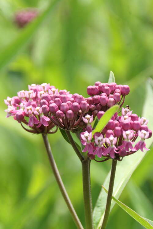 Bild von N-Amerika-Seidenpflanze