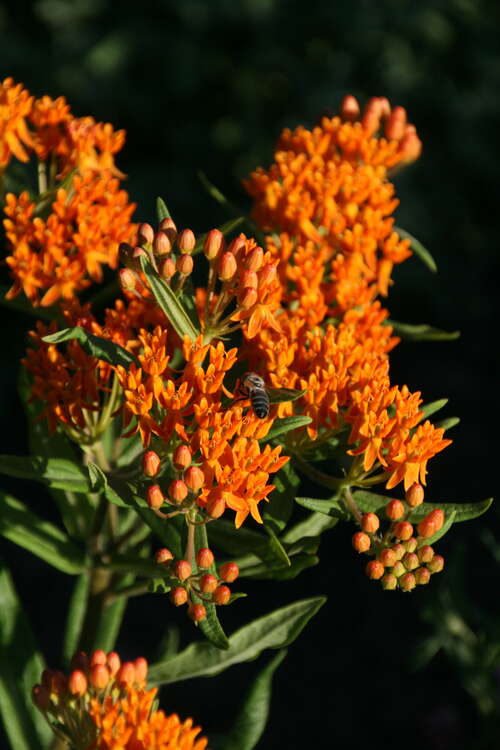 Bild von Asclepias tuberosa
