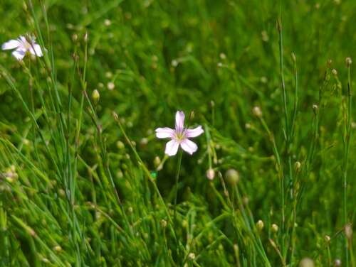 Bild von Asperula cynanchia