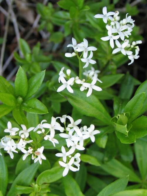 Bild von Asperula Galium odorata