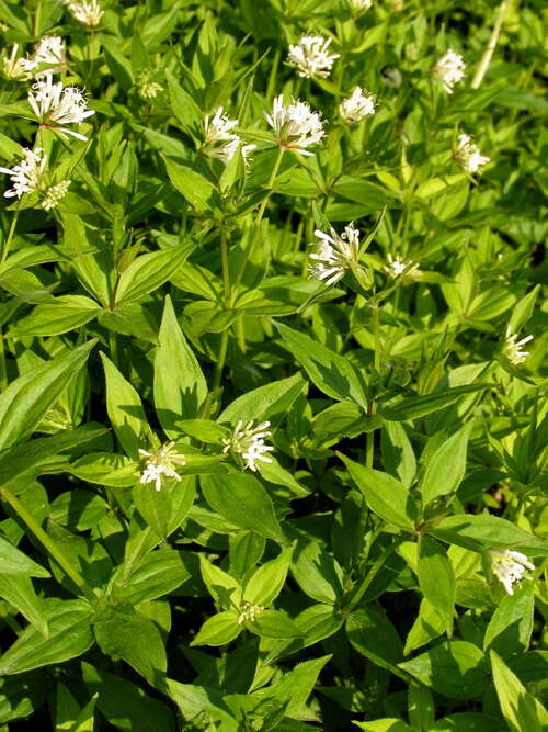 Bild von Turiner Meister