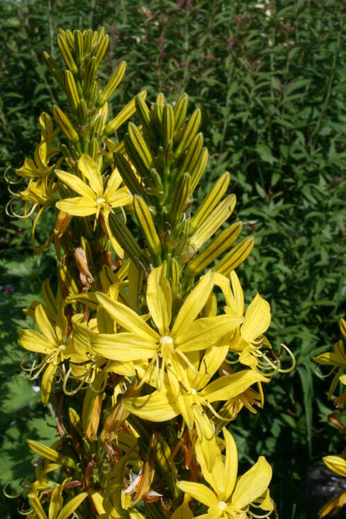 Bild von Asphodeline lutea