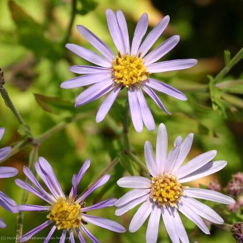 Bild von Ageratum-Aster