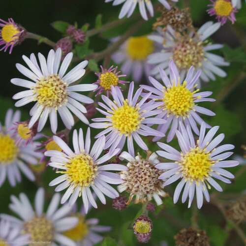 Bild von Aster ageratoides Asran