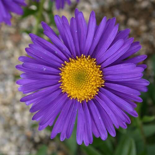 Bild von Aster alpinus Dunkle-Schöne