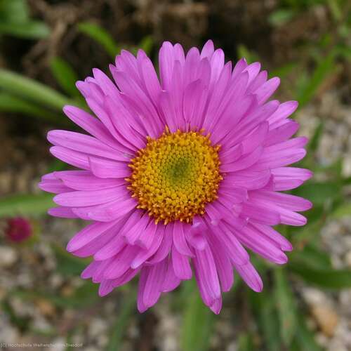 Bild von Aster alpinus Happy-End