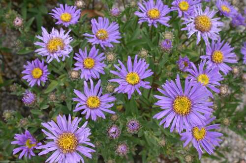 Bild von Aster amellus Breslau