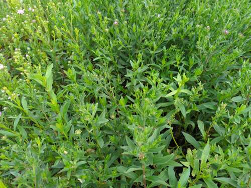 Bild von Aster amellus Dr.-Otto-Petschek