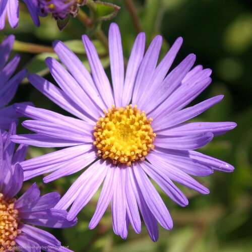Bild von Aster amellus Glücksfund