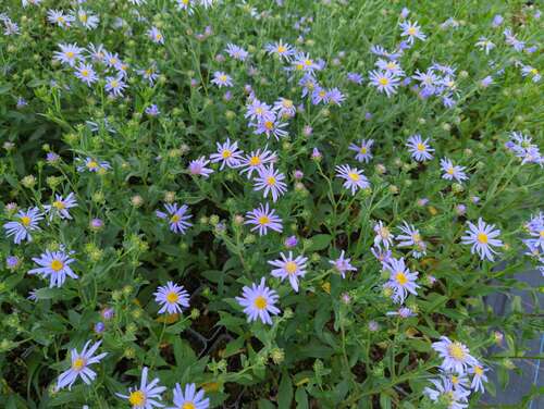 Bild von Aster amellus Hermann Löhns