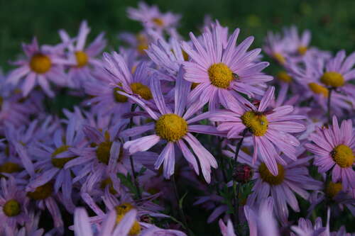 Bild von Aster amellus Lady Hindlip